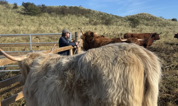 Ranger Ellie with two highland cows in the dunes at Warkworth, cows are behind a fence and a wooden gate