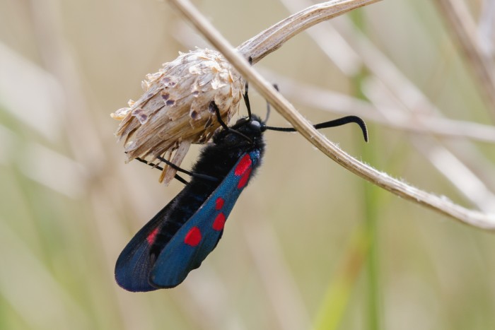 Blue Butterfly with red dots positioned in the grass