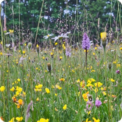 Wildflower seed mix