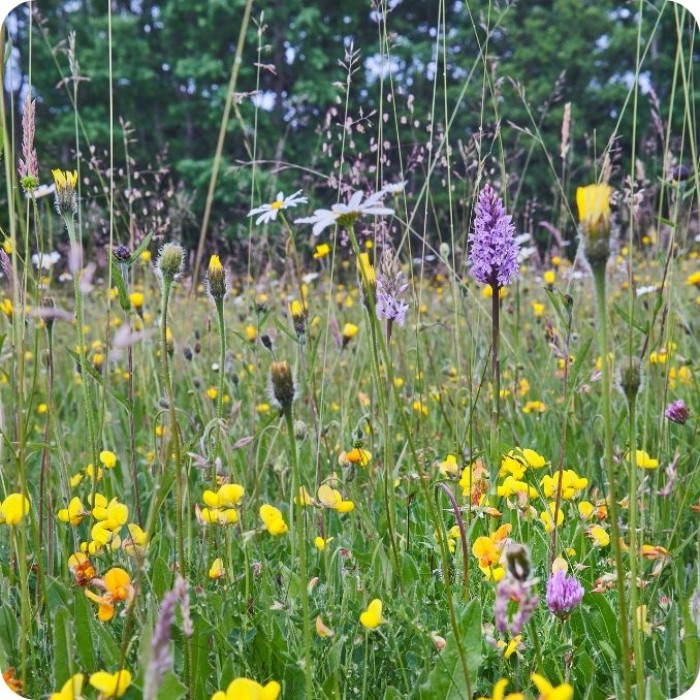 Wildflower seed mix