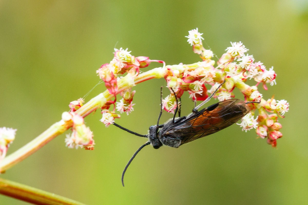 Insect on a plant