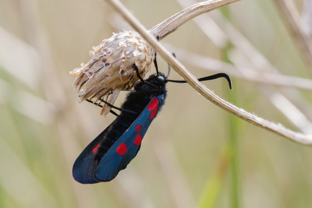 Butterfly on a plant