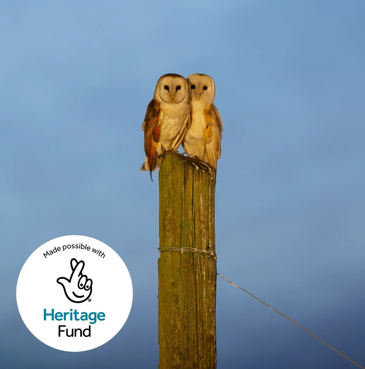 Two barn owls perched on a post