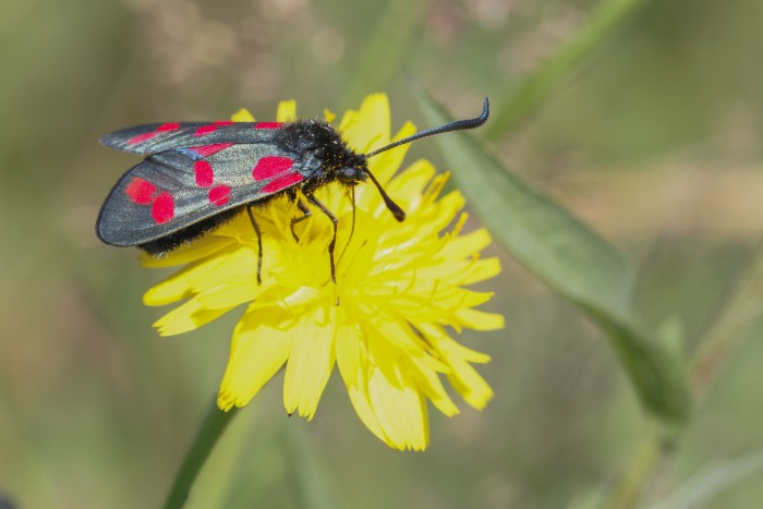 a common, medium-sized, day-flying moth featuring dark metallic green wings adorned with six vivid red spots on a dandelion