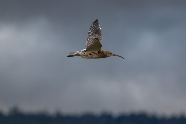 Curlew