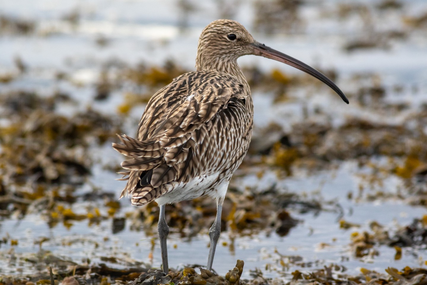 Curlew 