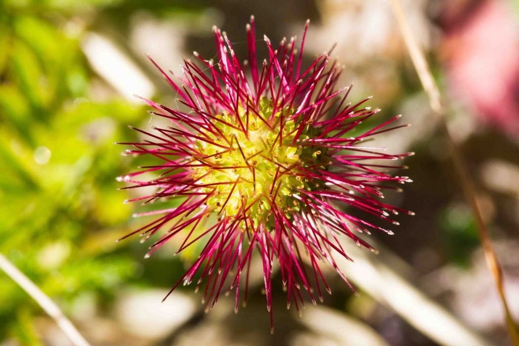 Pirri Pirri flower