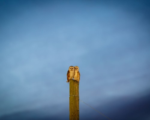 Barn Owls
