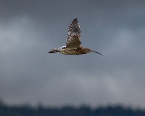 Curlew in flight