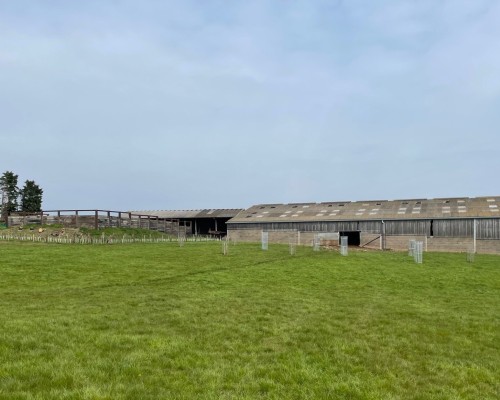 A farmer's field with some newly planted trees