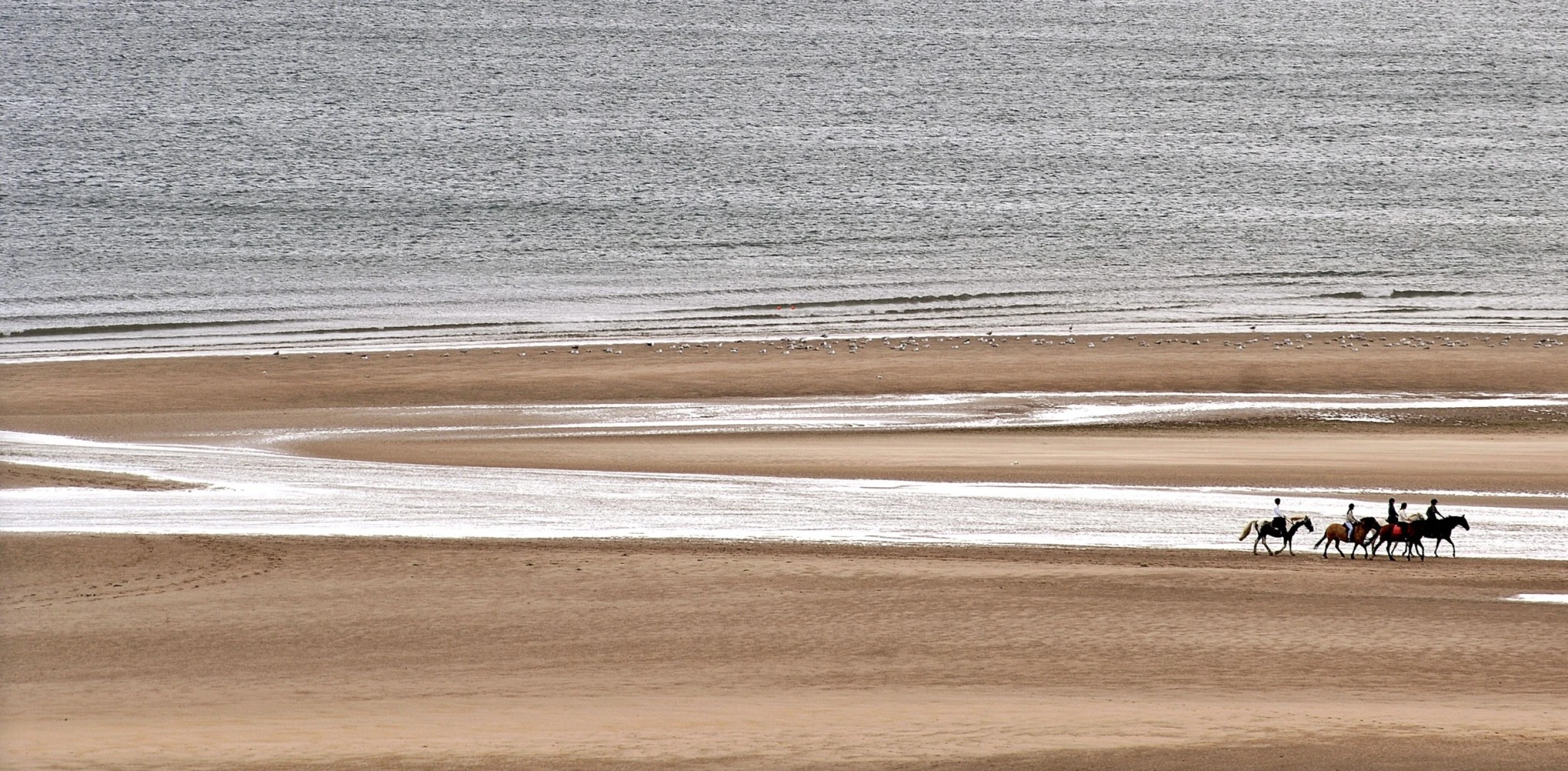 Horses on the beach