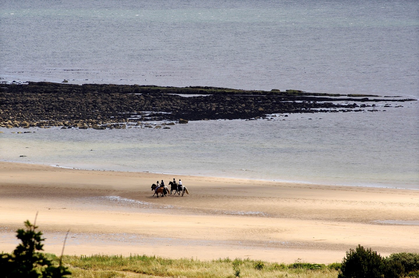 Horses on the beach