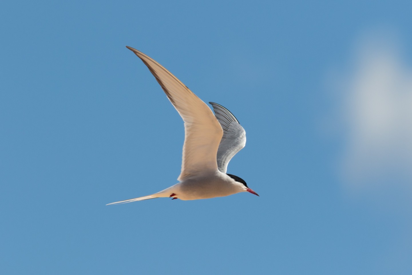 Arctic Tern