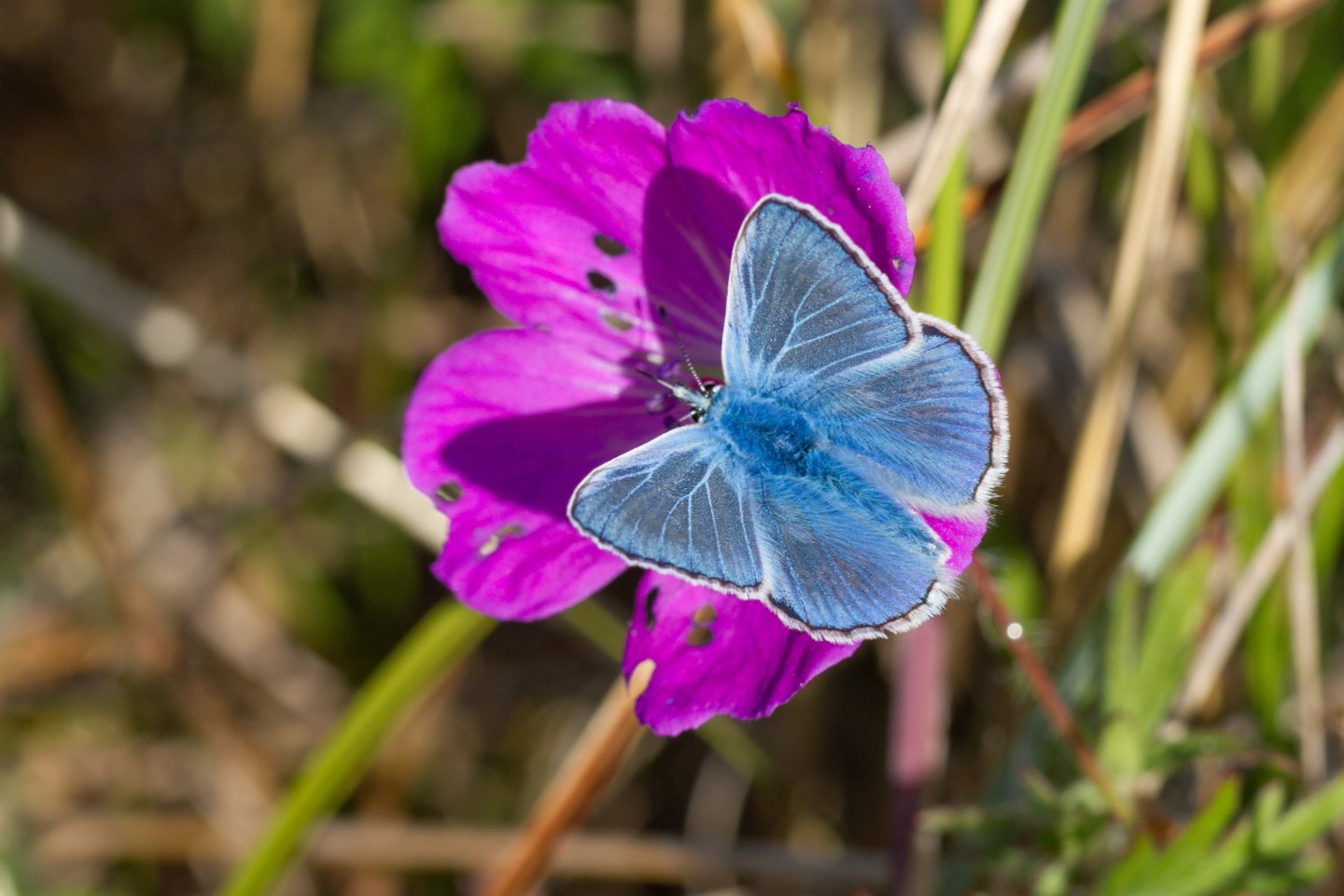 Common blue on Cranesbill