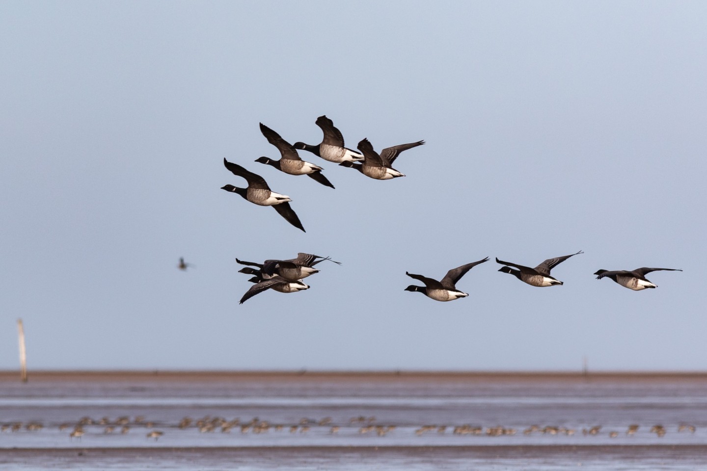 Light bellied Brent Geese