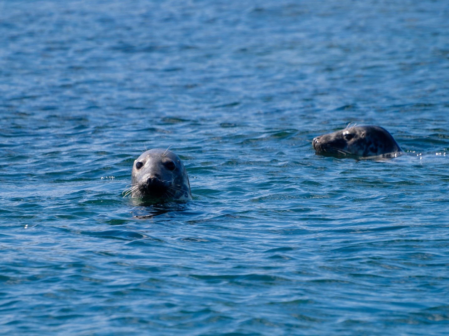 Grey seals in the water